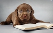 Bookish Pups