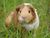 Guinea Pig Lovers!