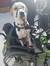 Service Dog Handler Book Club