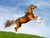 horse role play ( wolf heart stables)