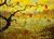 How About Them Apples-Morgan's Apple Tree Discussion Group