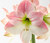 Amaryllis Academy for Royals, Spies, and New Beginnings