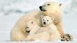 NortPolarBears