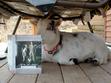 The GOAT is reading
