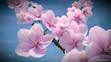Awesome Blossoms