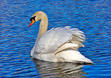 Shiloh Swans Readers 
