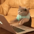 A Zoom of Cats