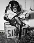 Reading Monkey