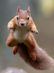 Brawny Squirrel Writers