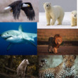Kingdom of Predators