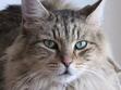 WARRIOR CAT RP