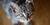 Warrior Cats RP : Fate of the Stars