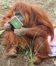 'The Reading Orangutan' Private Club