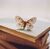Reading Butterflies