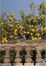 under the lemon trees