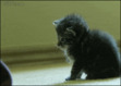 Littlespace/petspace 