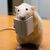 ratjes
