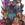 HTTYD