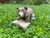 The Literary Paws - Bookclub