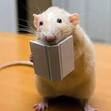 Reading Rats