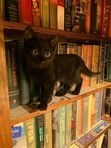 Booksluts