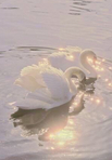 ⋆ ˚｡⋆୨୧˚romantic swans˚୨୧⋆｡˚ ⋆