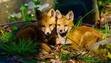 FOXES