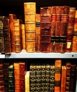 Wylde Poppy Book Club