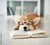 Dapper Dog Book Club