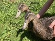 The new duck group