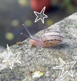 The Snail Army