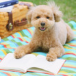 Reading is Better With a Dog Book Club