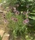 TN Naturalists
