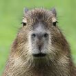 THE CAPYBARAS
