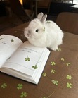 book bunniesᲘ𐑼