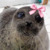 silly seals !!