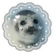 silly seals !!