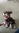 7266903
