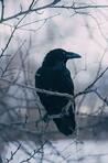 Crows Birdhouse !!╰(*°▽°*)╯