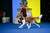 Everything for Dog Owners: Training, Behavior, Relationships, and Canine Fitness