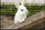 Pink Rabbit's Book Group