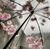 Hidden In Sakura