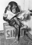 Reding Monkeys