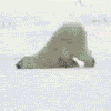 Polar Bear Pictures, Images and Photos
