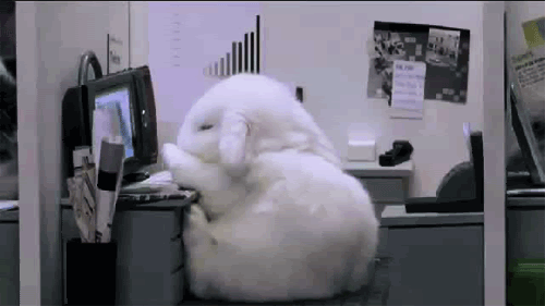 faint photo: Adorable bunny faint bunnyfaint.gif