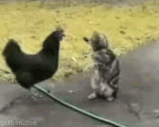 cat animated gifs