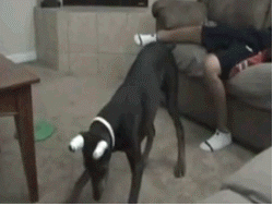 funny dog animated gifs