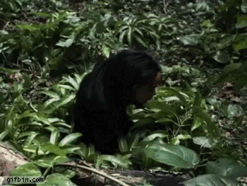 funny gifs