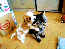 cute animals Pictures, Images and Photos