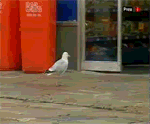 Bird Steals a Bag of Chips Pictures, Images and Photos